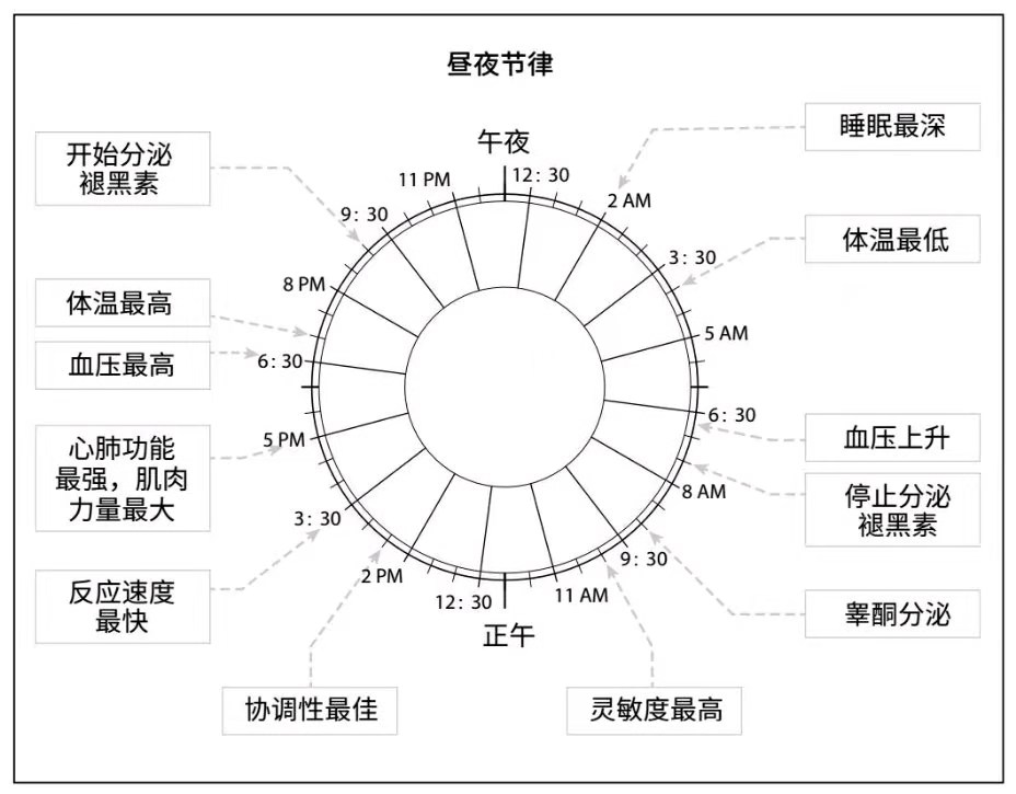 昼夜节律